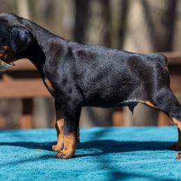 Boy - Black and rust Doberman Pinscher puppy in Old Bridge, New Jersey from Wizard Ost Revolution kennel
