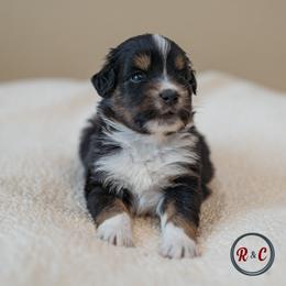 Boy 5 - male Miniature Australian Shepherd puppy in Buna, Texas from R & C Kennels