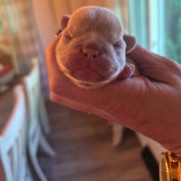 Girl 3 - Cream female French Bulldog puppy in Salina, Kansas from Peace Love frenchies