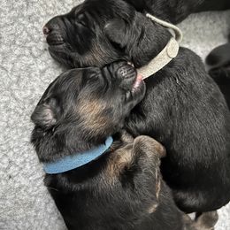 German Shepherd Puppies from Zwinger vom Schneider Wald