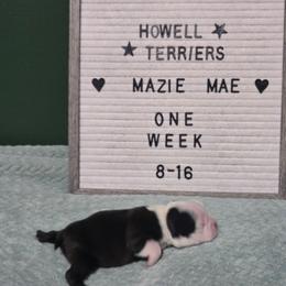 Mazie Mae - Black brindle and white female Boston Terrier puppy in Beaverdam, Virginia from Howell Terriers