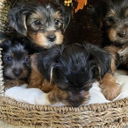 Yorkshire Terrier Puppies from Yuppie Yorkies