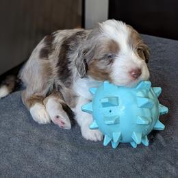 Aussiedoodle Puppies from Ridgeview Aussiedoodles
