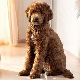 Audi - Goldendoodle