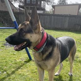 Nova - German Shepherd