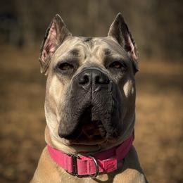 Koda - Cane Corso
