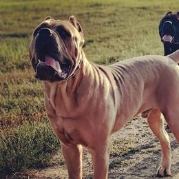 Cane Corso from Vae Victis Cane Corso