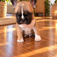 Tank - Fawn male French Bulldog puppy in Reading, Pennsylvania from Roxy & Co.