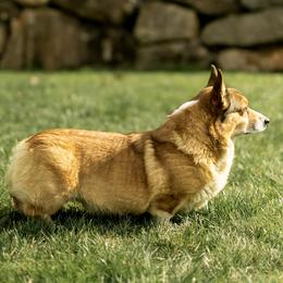 Gale - Pembroke Welsh Corgi