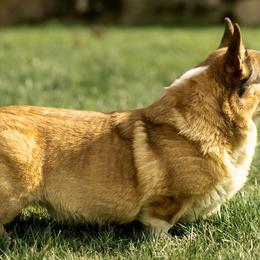 Gale - Pembroke Welsh Corgi