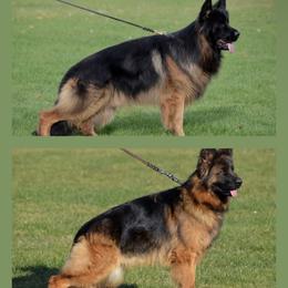 German Shepherd puppies from Silver Knight Shepherds