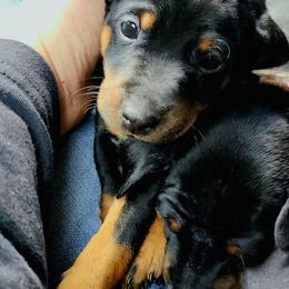 Doberman Pinscher and Miniature Pinscher Puppies from 305dobiez