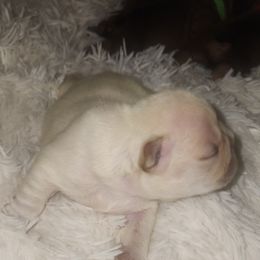 French Bulldog Puppies from Ma Chérie French Bulldogs
