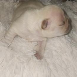 French Bulldog Puppies from Ma Chérie French Bulldogs