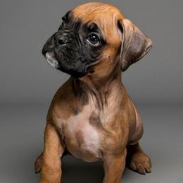 Zoro - Fawn male Boxer puppy in Mountain Home, Idaho from LJK Boxers & Toy Aussies