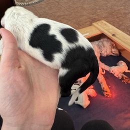 Green Boy - Black and white male Sheepadoodle puppy in Kissimmee, Florida from Sunflower Family Farms