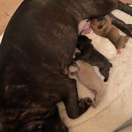 French Bulldogs from Jasu French Bulldogs