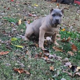 Girl 4 - Gray and fawn female Cane Corso puppy in Thaxton, Virginia from Fortune Star Ultimate K9s