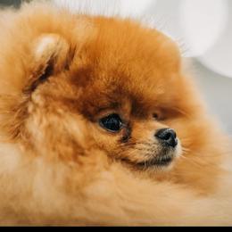 Pomeranians from Touch Of Clouds Poms