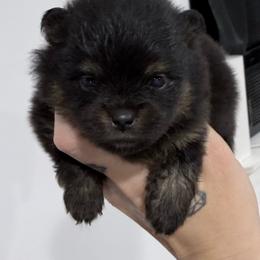 Wednesday - Black and tan female Pomeranian puppy in Coleman, Oklahoma from Pretty Poms