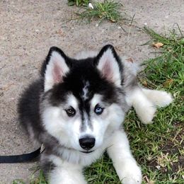 Siberian Huskies from Boden Breeding