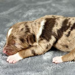 RMF1 - Red merle female Aussiedoodle puppy in Prague, Oklahoma from Classic K9’s  Aussies & Doodles