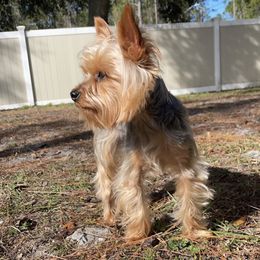 Kaash - Yorkshire Terrier