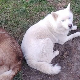 Siberian Huskies from Water Wolf Farm
