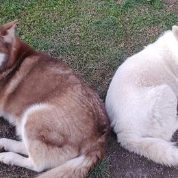 Siberian Huskies from Water Wolf Farm