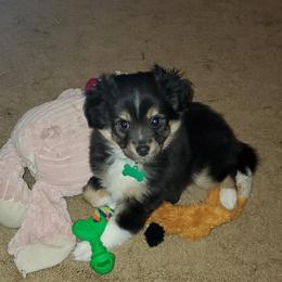 Miniature Australian Shepherd Puppies from M&B Mini Aussies