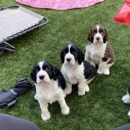 English Springer Spaniel Puppies from Ivy Hill English Springer Spaniels