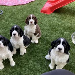 English Springer Spaniel Puppies from Ivy Hill English Springer Spaniels