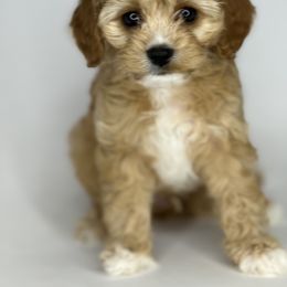 Aussiedoodle, Cavalier King Charles Spaniel, Cavapoo, and Labradoodle Puppies from Mc Doodles of Texas LLC