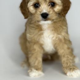 Aussiedoodle, Cavalier King Charles Spaniel, Cavapoo, and Labradoodle Puppies from Mc Doodles of Texas LLC