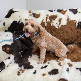 Wrigley - Goldendoodle