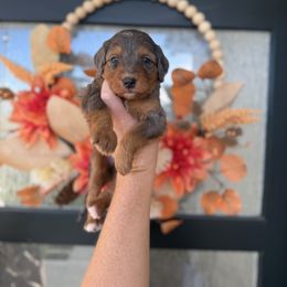 Bluey - Merle female Bernedoodle puppy in Spanish Fork, Utah from K Brand Doodles