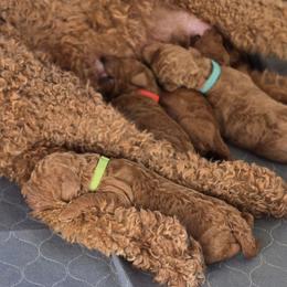 Green Collar - Red  male Goldendoodle puppy in Auburn, Kansas from Puppy Paradise:  English Mastiff Puppies & Standard Goldendoodle Puppies