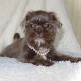 Poppy-Lilac - Lilac female Shih Tzu puppy in Clinton, Tennessee from Southland’s Shih Tzus