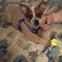 Australian Cattle Dog Puppies from Bunker's Australian Cattle Dogs