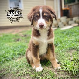 Australian Shepherd and Miniature Australian Shepherd Puppies from Integrity Aussies Tx