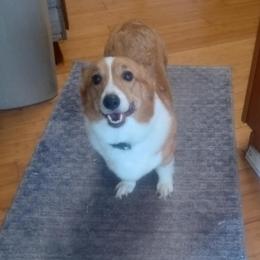 Herra - Pembroke Welsh Corgi