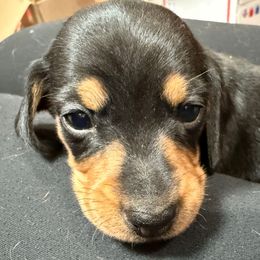 Green collar - Black and tan female Dachshund puppy in Shawnee, Oklahoma from Magic Eagle Miniature Dachshunds