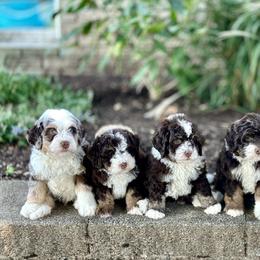 Aussiedoodle, Australian Mountain Doodle, Bernedoodle, and Bernese Mountain Dog Puppies from Berns & Doodles