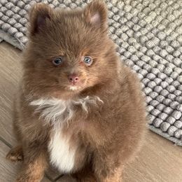 AKC ACE - Lavender male Pomeranian puppy in Wyandotte, Michigan from FAITHOPELOVE POMS KENNELS