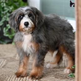 Sephora (socialization program level 2 grad) - Blue merle female Bernedoodle puppy in Dundee, Ohio from Down Home Doodle