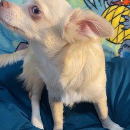 Blue Eyed Boo (price: 3,500) - Cream and white male Chihuahua puppy in Hillsboro, Texas from Pikanoo Pups