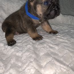 French Bulldog Puppies from Bad, Boujee and Cute !