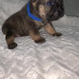 French Bulldog Puppies from Bad, Boujee and Cute !