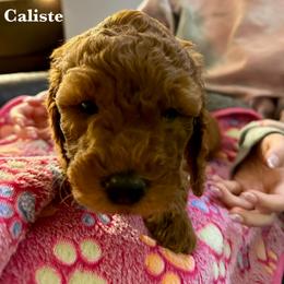 Caliste - Red  female Goldendoodle puppy in Conklin, Michigan from Lake Michigan Couture Cavapoos & Cockapoos