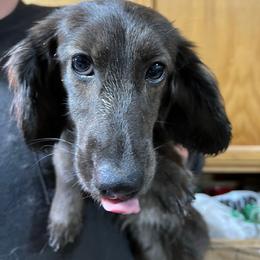 Clove - Dachshund